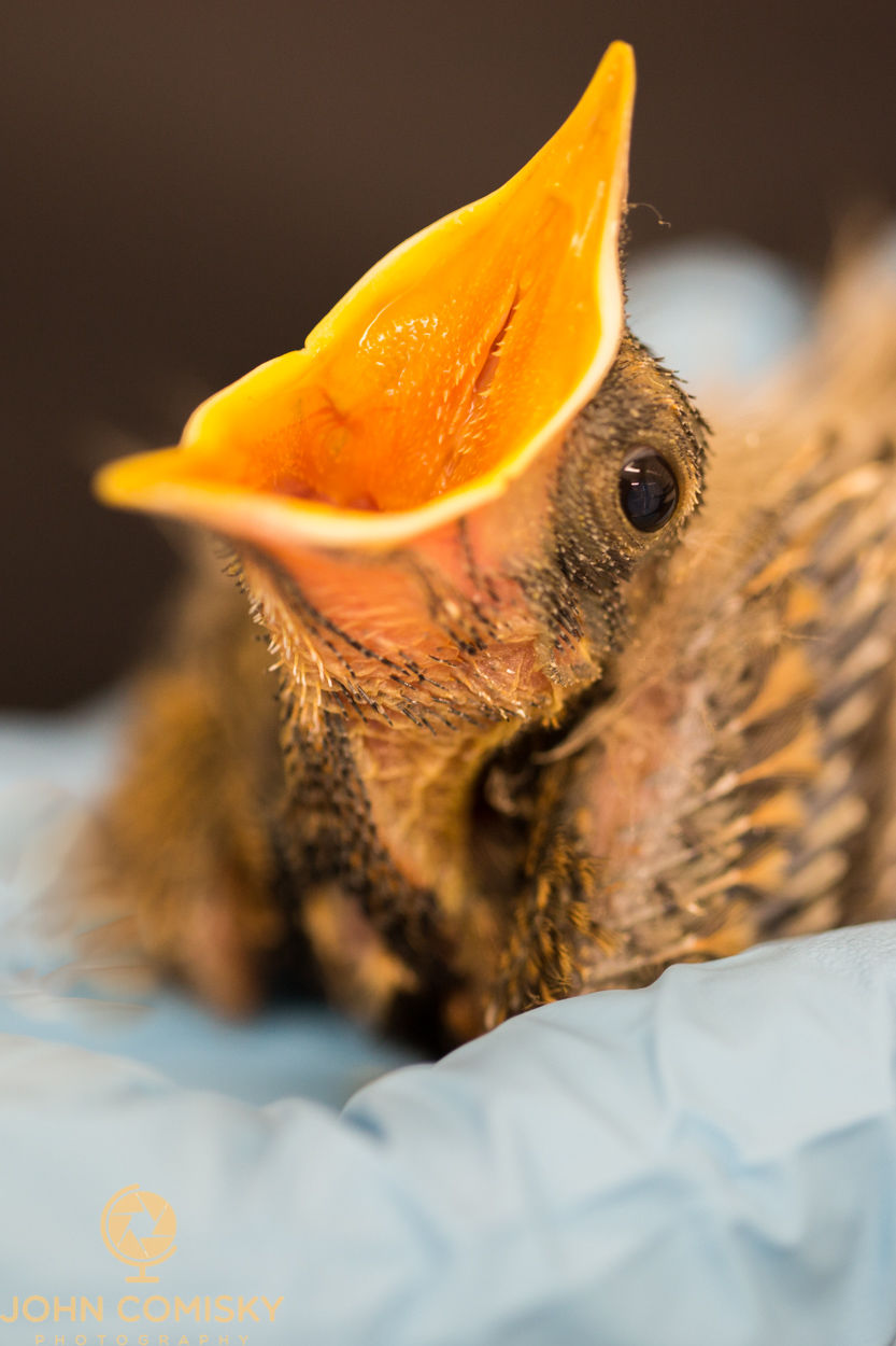 Baby Robin